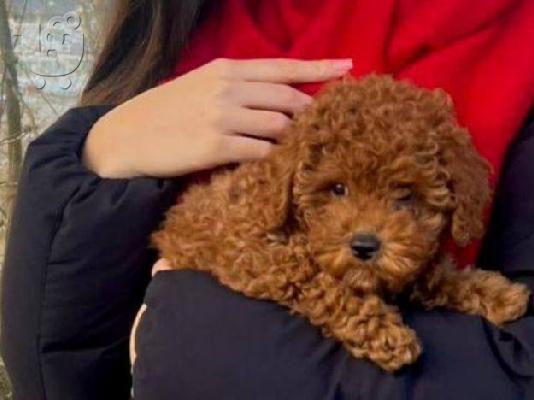 Καθαρόαιμα κουτάβια Toy Poodle από δυόμιση μηνών